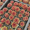 [PACK of 10 PLANTS] x Echeveria Mina
