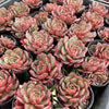 [PACK of 10 PLANTS] x Echeveria secunda x puebla