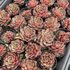 [PACK of 10 PLANTS] x Echeveria secunda x puebla