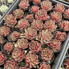 [PACK of 10 PLANTS] x Echeveria secunda x puebla