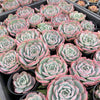 [PACK of 10 PLANTS] x Echeveria 'Lovely Bear' | Korea Form
