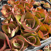 [PACK of 10 PLANTS] x Echeveria 'Big Red'