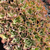 [PACK of 10 PLANTS] x Echeveria 'Takasago no Okina' (Takasago's old man)