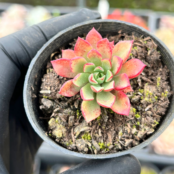 xSedeveria 'Darley Dale' (PLANT)