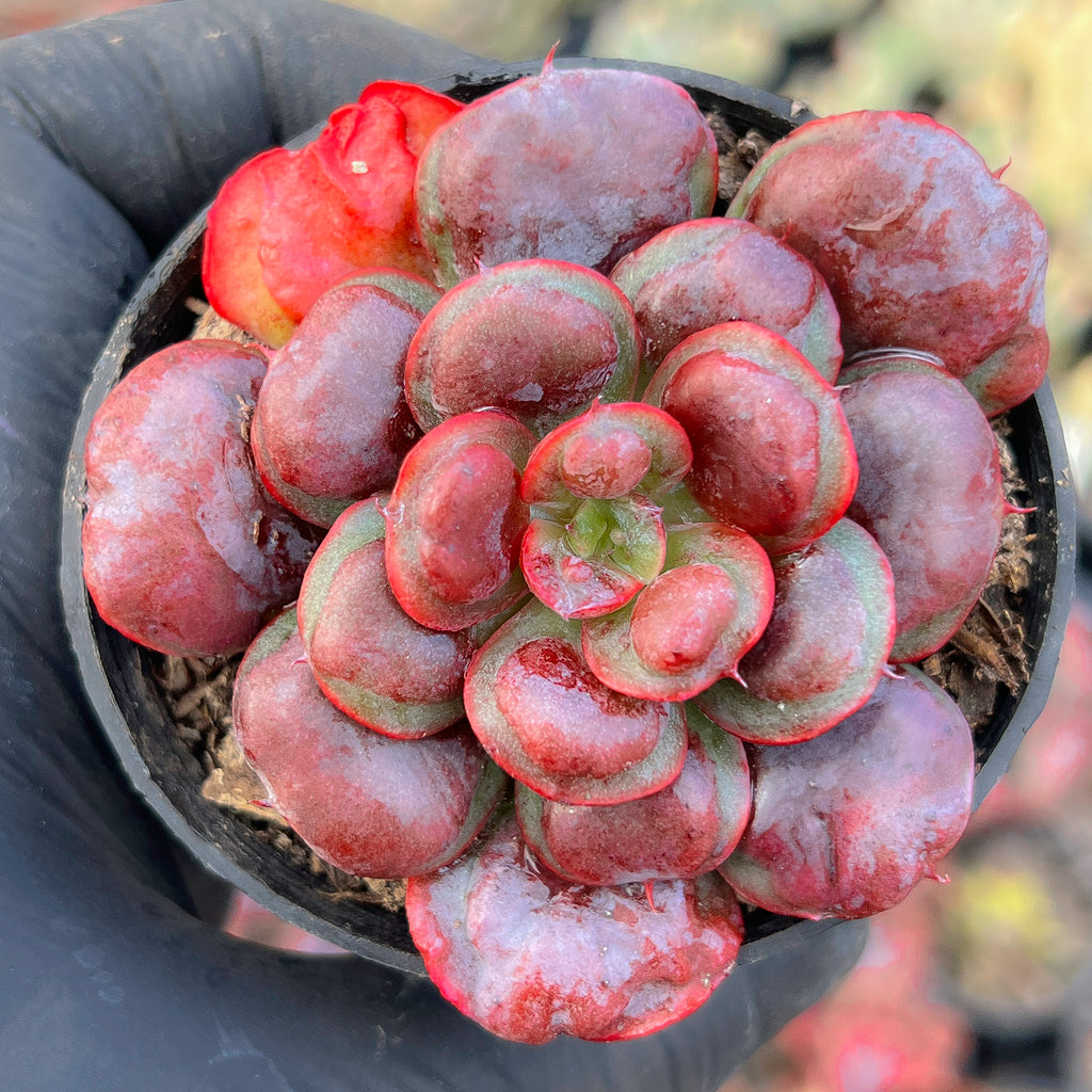 heart delight succulent Echeveria Heart Delight (has marks)(bump leaves) – LET LOVE GROW (Succulent & Cactus)