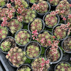 [PACK of 10 PLANTS] x Crassula sp. transvaal drakensberg
