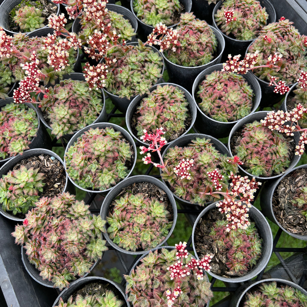 [PACK of 10 PLANTS] x Crassula sp. transvaal drakensberg