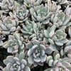 [PACK of 10 PLANTS] x Pachyveria 'Pachyphytoides' Variegated