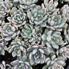 [PACK of 10 PLANTS] x Pachyveria 'Pachyphytoides' Variegated