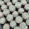 [PACK of 10 PLANTS] x Echeveria 'Viant'