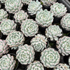 [PACK of 10 PLANTS] x Echeveria 'Viant'