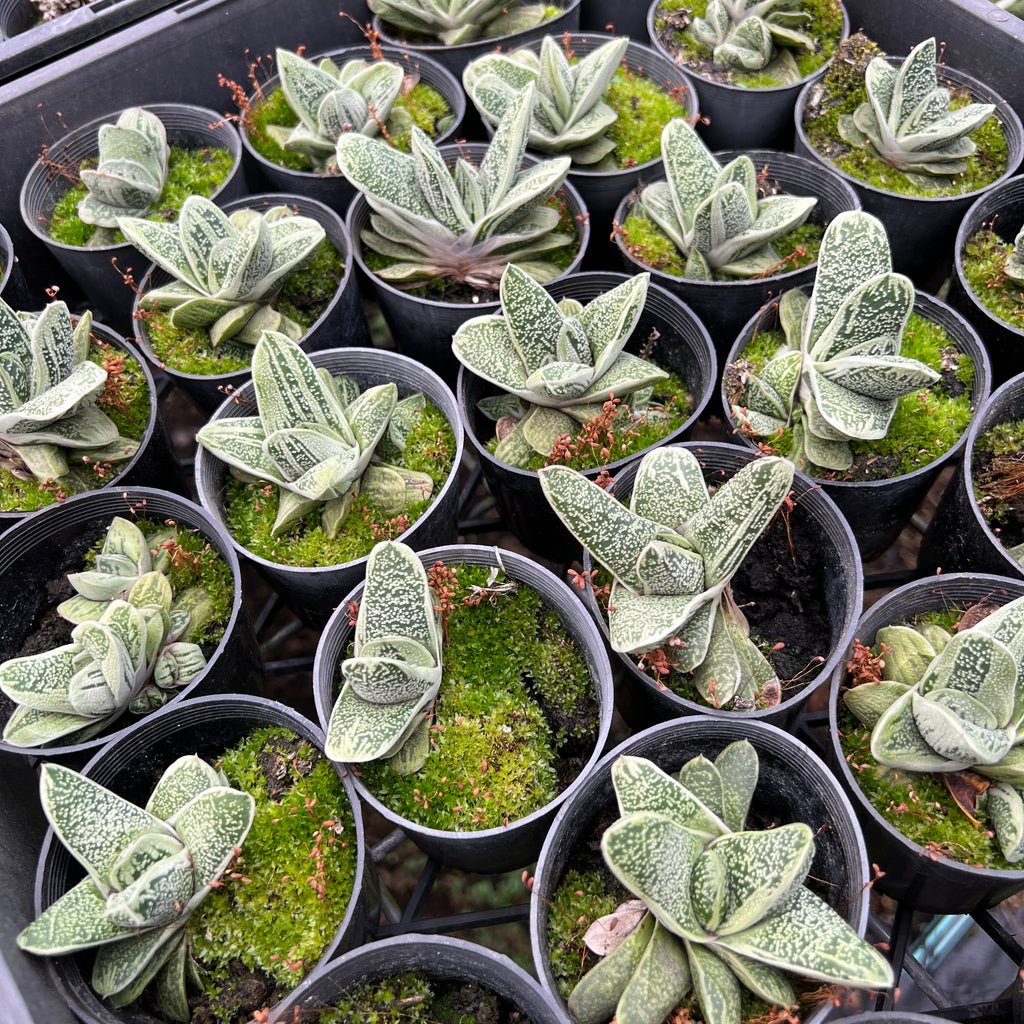 [PACK of 10 PLANTS] x  Gasteria 'Little Warty'