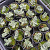 [PACK of 10 PLANTS] x  Gasteria 'Little Warty'