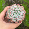 [PACK of 10 PLANTS] x Echeveria 'Viant'