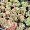 [PACK of 10 PLANTS] x Echeveria Briar Rose f. cristata
