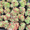 [PACK of 10 PLANTS] x Echeveria Briar Rose f. cristata