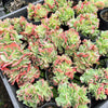 [PACK of 10 PLANTS] x Echeveria Briar Rose f. cristata