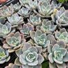 [PACK of 10 PLANTS] x Echeveria 'Bambino'