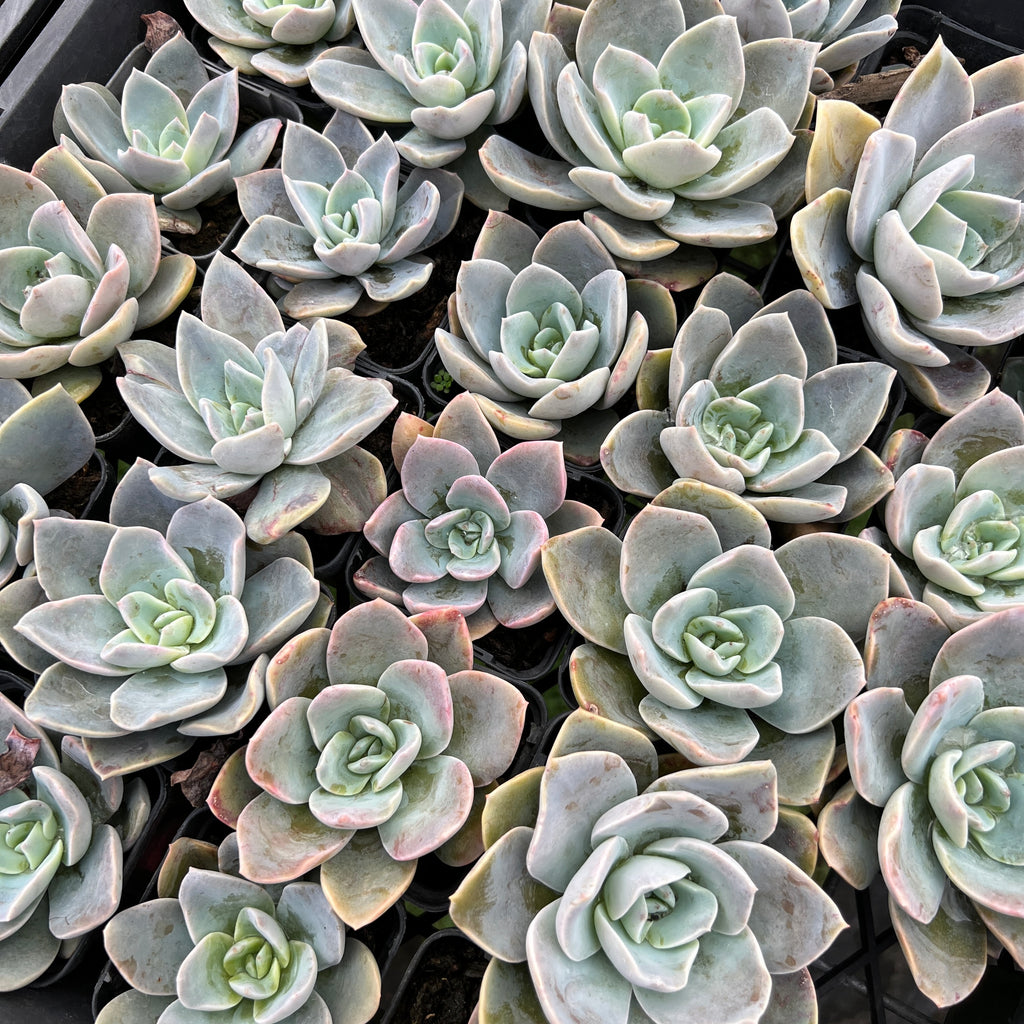 [PACK of 10 PLANTS] x Echeveria 'Bambino'