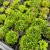 [PACK of 10 PLANTS] x Echeveria 'Bella var. bella'