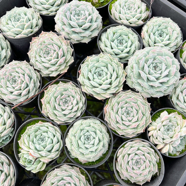 [PACK of 10 PLANTS] x Echeveria Gilo x Raindrops (aka. Heart Choices)