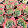 [PACK of 10 PLANTS] x Echeveria 'Capri'