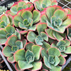 [PACK of 10 PLANTS] x Echeveria 'Capri'