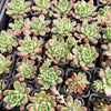 [PACK of 10 PLANTS] x Pachyveria paradox
