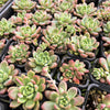 [PACK of 10 PLANTS] x Pachyveria paradox