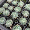 [PACK of 10 PLANTS] x Echeveria simulans 'Laguna Sanchez'