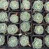 [PACK of 10 PLANTS] x Echeveria simulans 'Laguna Sanchez'