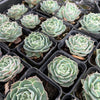 [PACK of 10 PLANTS] x Echeveria simulans 'Laguna Sanchez'