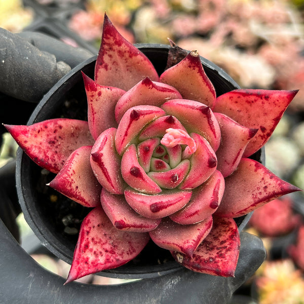 Echeveria agavoides 'Taurus x Romeo'
