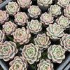 [PACK of 10 PLANTS] x Echeveria 'Rose Champagne'