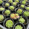 [PACK of 10 PLANTS] x Echeveria 'Dream Queen' - KRF