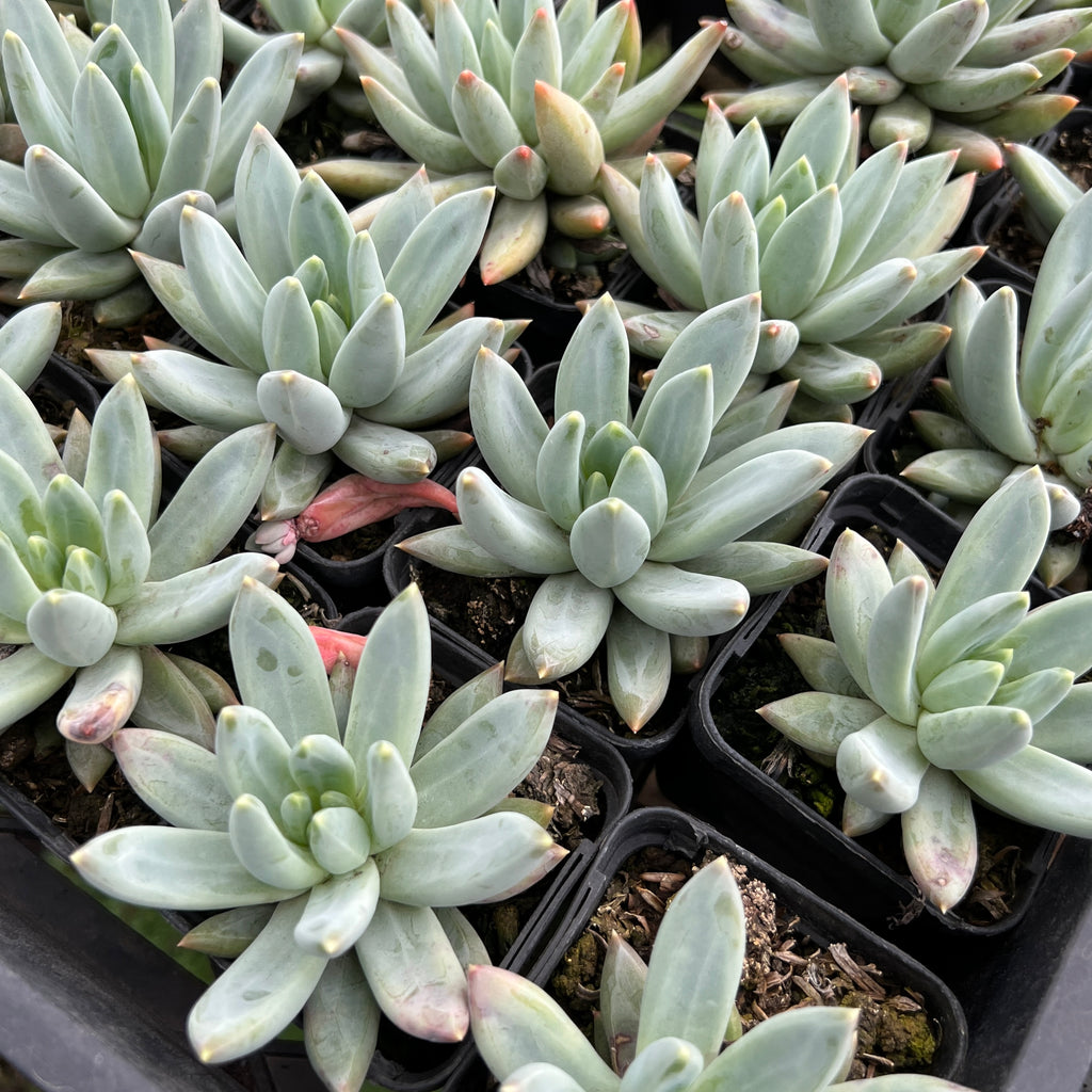 [PACK of 10 PLANTS] x ×Pachyveria glauca 'Little Jewel'