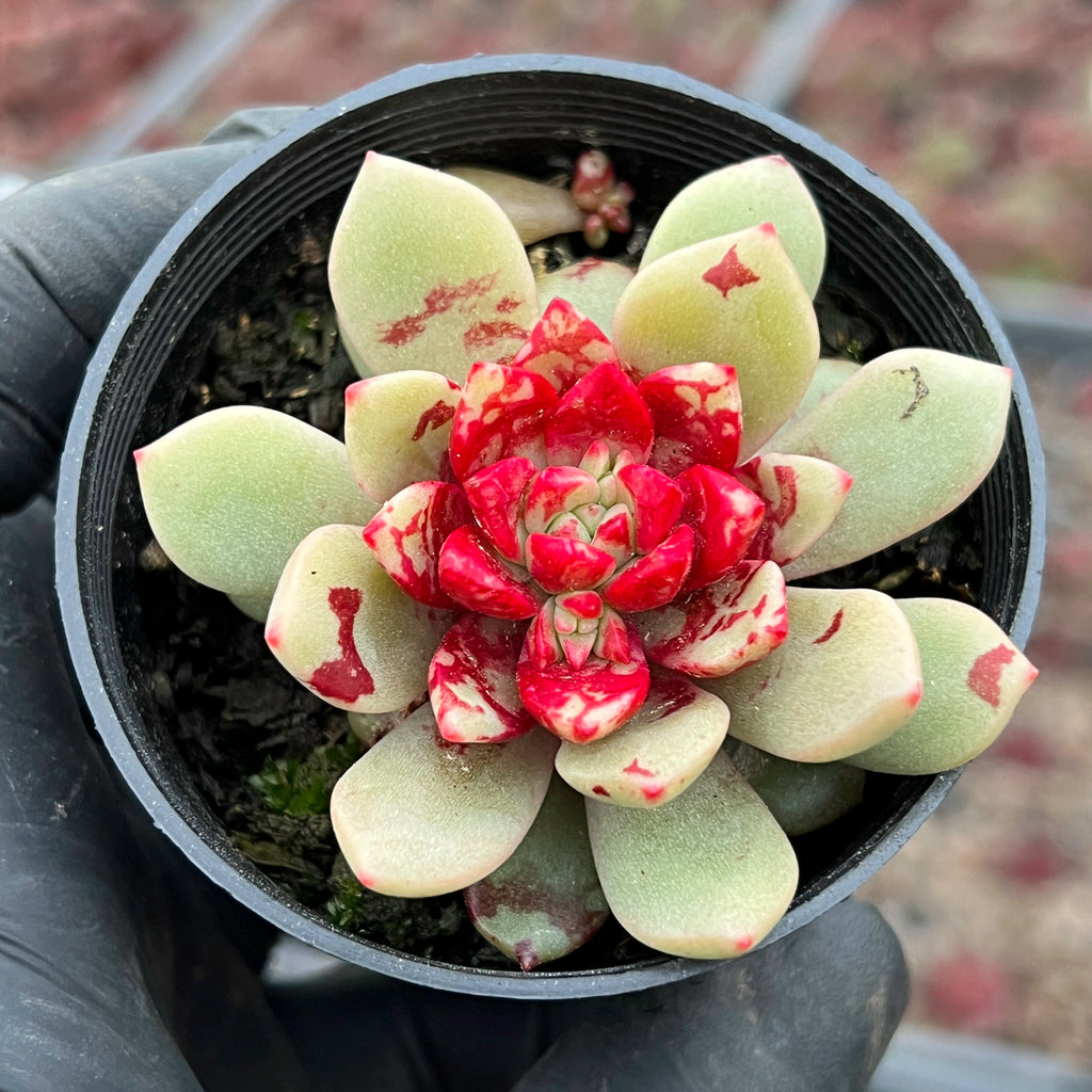 Echeveria ' Jelly Jam ' LET LOVE GROW (Succulent & Cactus)
