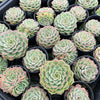 [PACK of 10 PLANTS] x Echeveria 'Mohican' (KRF)