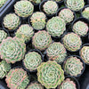 [PACK of 10 PLANTS] x Echeveria 'Mohican' (KRF)