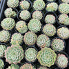 [PACK of 10 PLANTS] x Echeveria 'Mohican' (KRF)