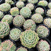 [PACK of 10 PLANTS] x Echeveria 'Mohican' (KRF)