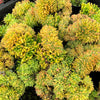 [PACK of 10 PLANTS] x Echeveria 'Leisal' f. cristata (CREST)