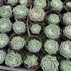 [PACK of 10 PLANTS] x Echeveria simulans 'Laguna Sanchez'