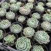 [PACK of 10 PLANTS] x Echeveria simulans 'Laguna Sanchez'