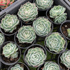 [PACK of 10 PLANTS] x Echeveria simulans 'Laguna Sanchez'