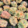 [PACK of 10 PLANTS] x Echeveria 'Mexican Poldensis' CREST
