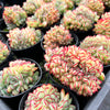 [PACK of 10 PLANTS] x Echeveria 'Mexican Poldensis' CREST