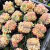 [PACK of 10 PLANTS] x Echeveria 'Mexican Poldensis' CREST