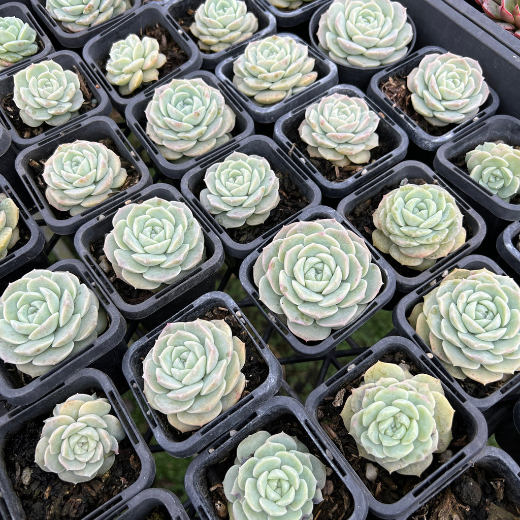 [PACK of 10 PLANTS] x Echeveria 'Pure Love'