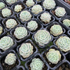 [PACK of 10 PLANTS] x Echeveria 'Pure Love'